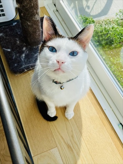 なでてほしい猫