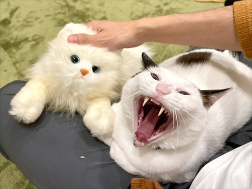 怒る猫