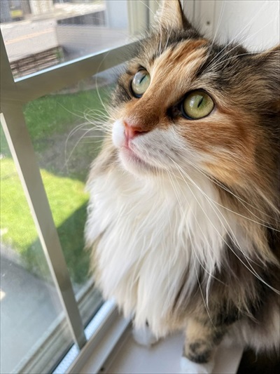空を見上げる猫
