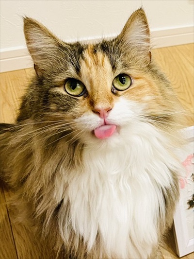 舌を出す猫