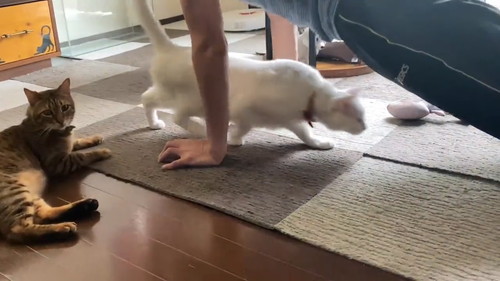 腕立て伏せの間に割り込む猫