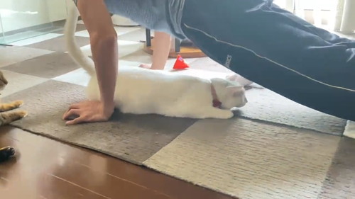 しっぽをのばす猫
