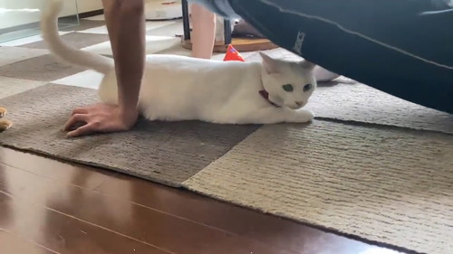 カメラ目線の猫