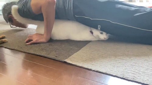 むにゅっとされる猫