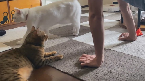 筋トレを眺める猫