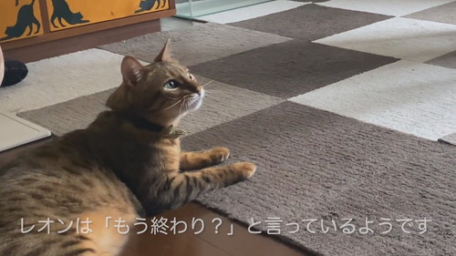 筋トレ終了に不満な猫