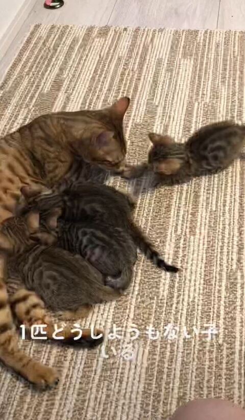 低姿勢でちょんちょんしてる