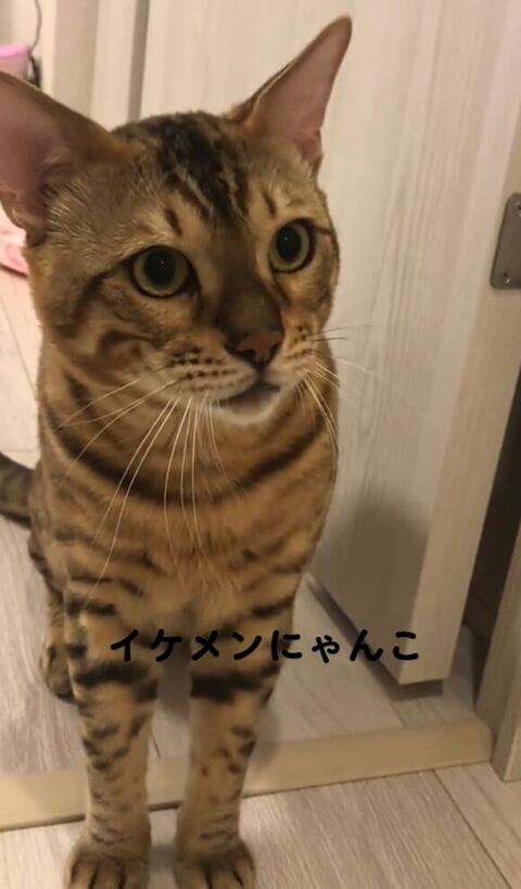 お腹の上で落ち着いてる