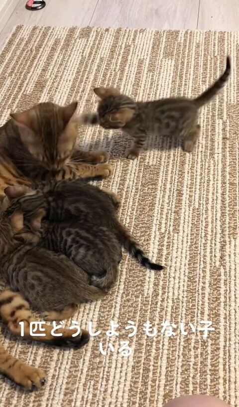 立ち上がって右前足ちょんちょん