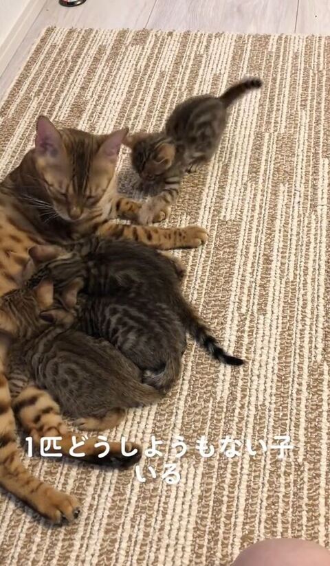 ママの前足ホールド