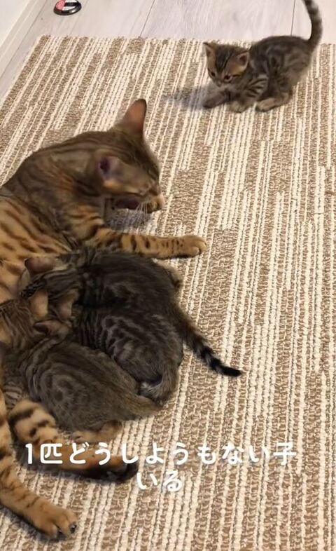 戦闘態勢の子猫