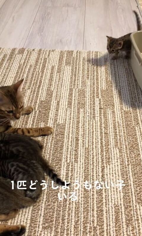 離れたところから見てる子猫