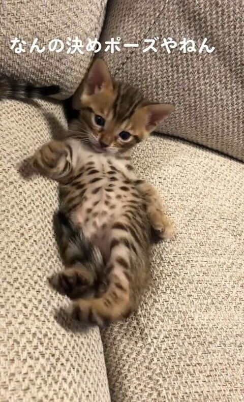 お腹見せてる子猫
