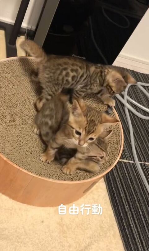 つめとぎの上の子猫たち