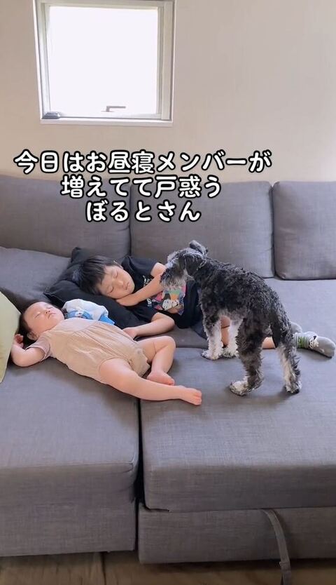 シュナ昼寝