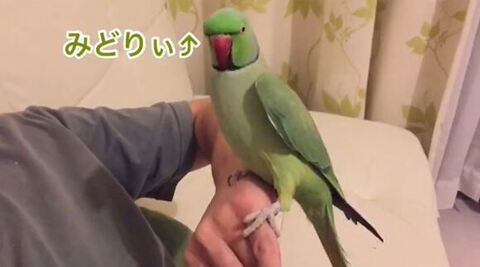 飼い主の腕に乗ってる