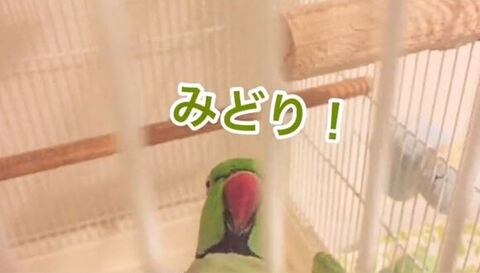 テーブルの上でお座り