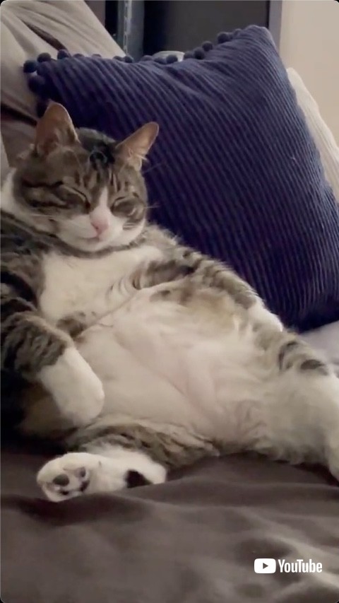 ソファに座る猫拡大