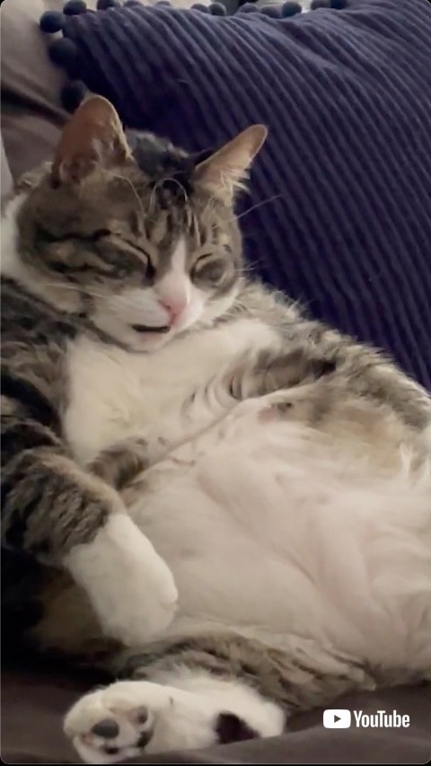 眠りながら口を動かす猫