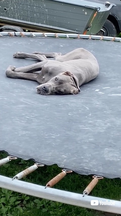 飼い主を見つめる犬