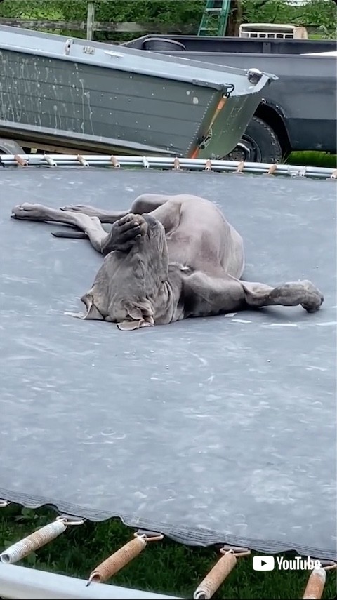 トランポリンで寝る犬拡大