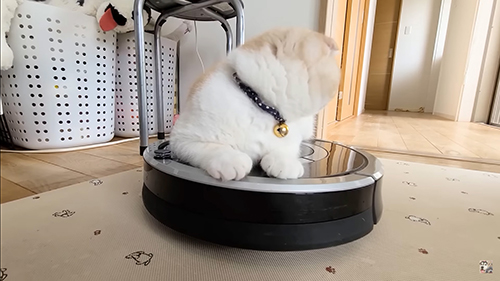 そっぽを向くじゅんちゃん