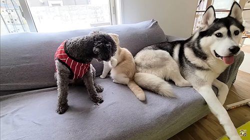 わちゃわちゃする3匹