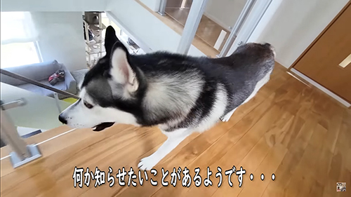 何か知らせたいはっちゃん