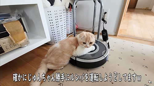 ルンバに乗るじゅんちゃん