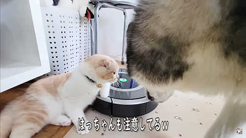 はっちゃんに注意されるじゅんちゃん