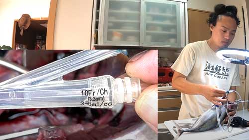 YouTuber マグロ 漬け丼 料理 手術 医療器具 血抜き 毛細血管 味付け