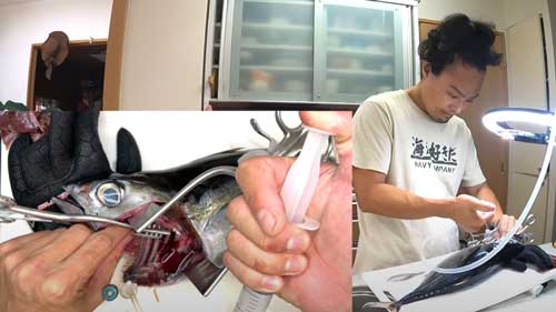 YouTuber マグロ 漬け丼 料理 手術 医療器具 血抜き 毛細血管 味付け