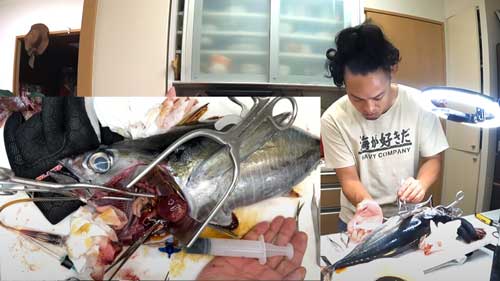YouTuber マグロ 漬け丼 料理 手術 医療器具 血抜き 毛細血管 味付け