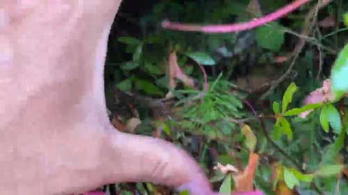 雨の中鳴く野良猫