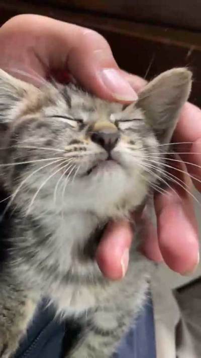 ひざの上で甘える猫