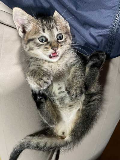 じゃれあう保護猫