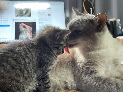 先住猫とふれ合う保護猫