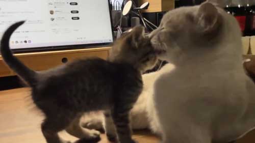 先住猫に甘える子猫