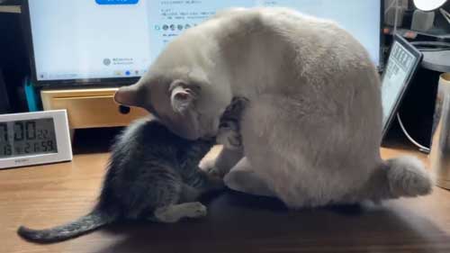 先住猫とくっつく子猫