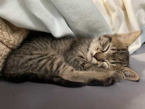 疲れて眠る子猫
