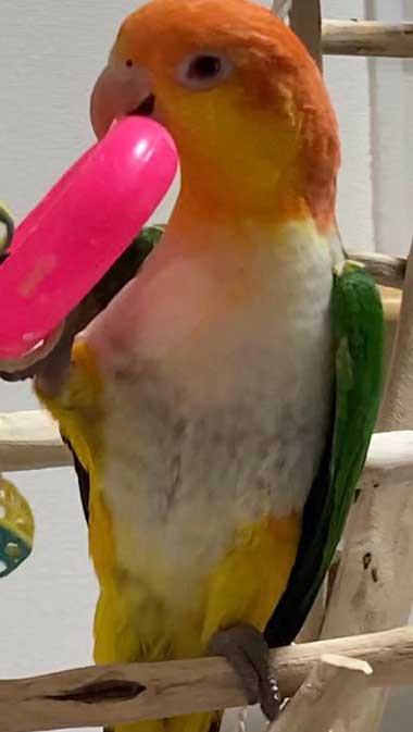 おもちゃで遊ぶ鳥