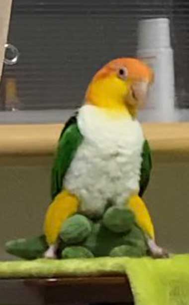 仁王立ちする鳥