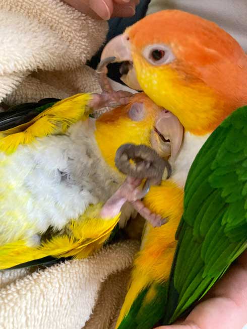 鳥が鳥に甘える