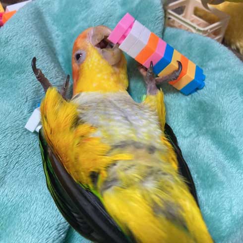 おもちゃで遊ぶ鳥