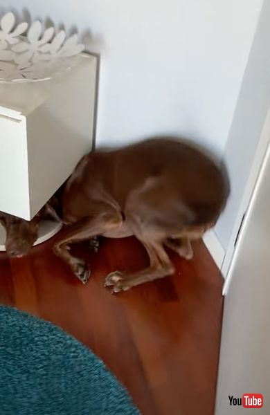 隠れようとする犬