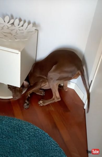 しっぽを振る犬