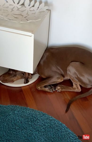 頭だけ隠れた犬