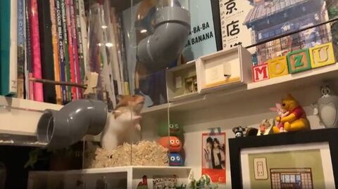 立ち上がってパイプ見てる