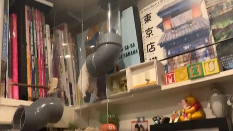 後ろ足とお腹見えてる