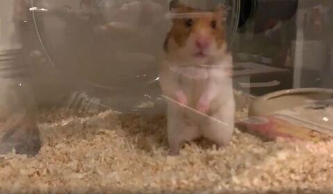 立ち上がってる